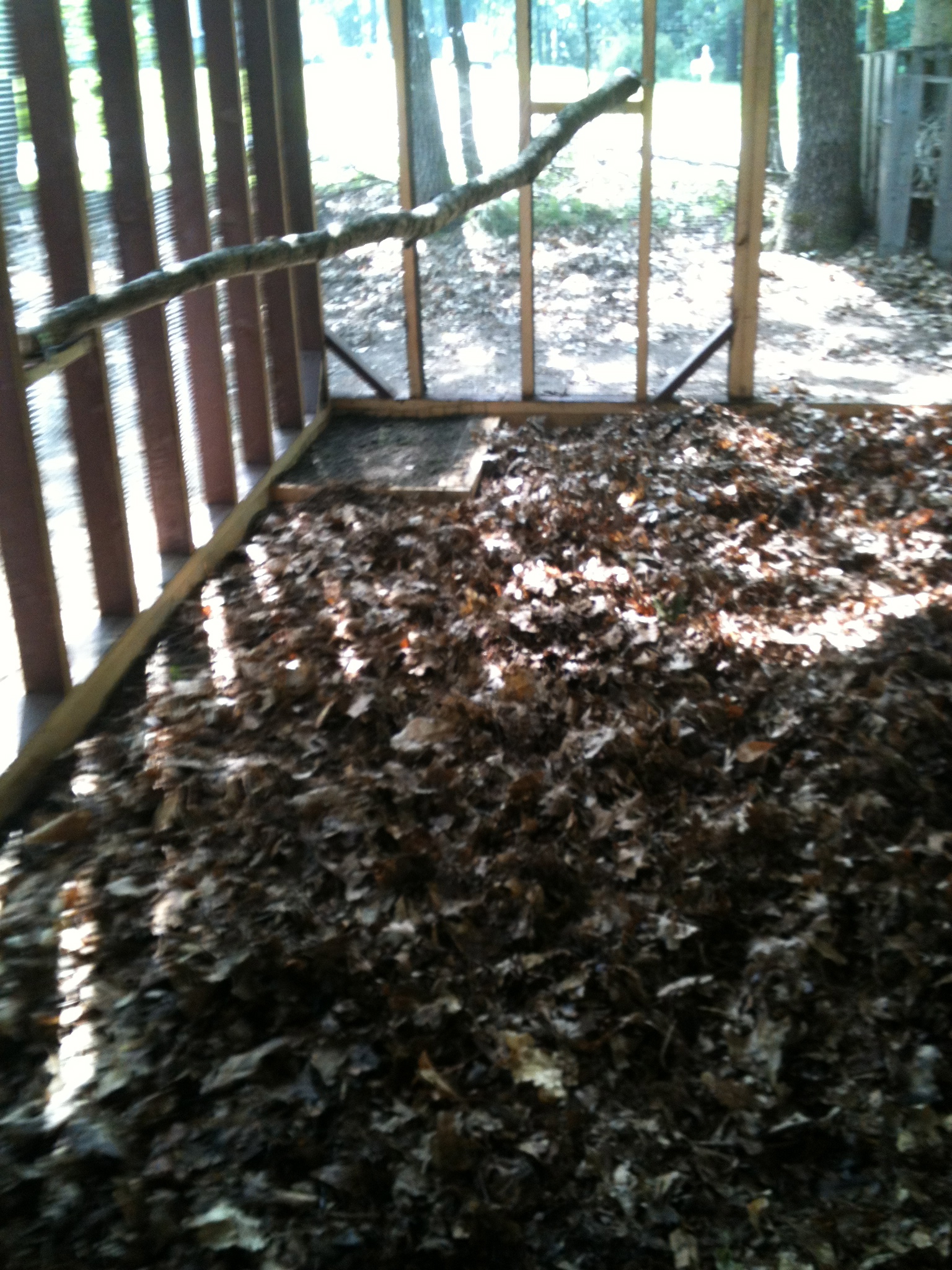 Deep litter (leaves from my yard) and a birch sapling for a roost in the run.