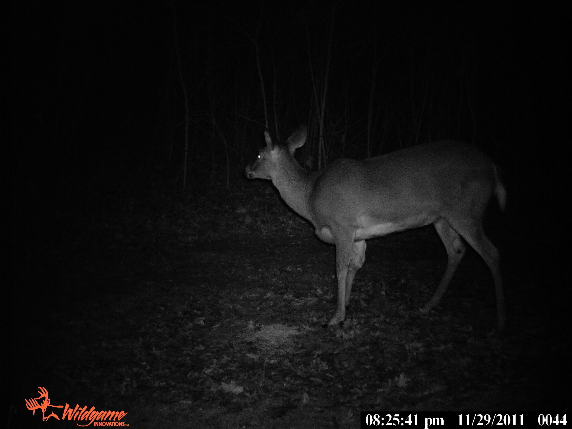 deer 1111 014.JPG
This big doe got her front right leg broken by a vehicle I think.