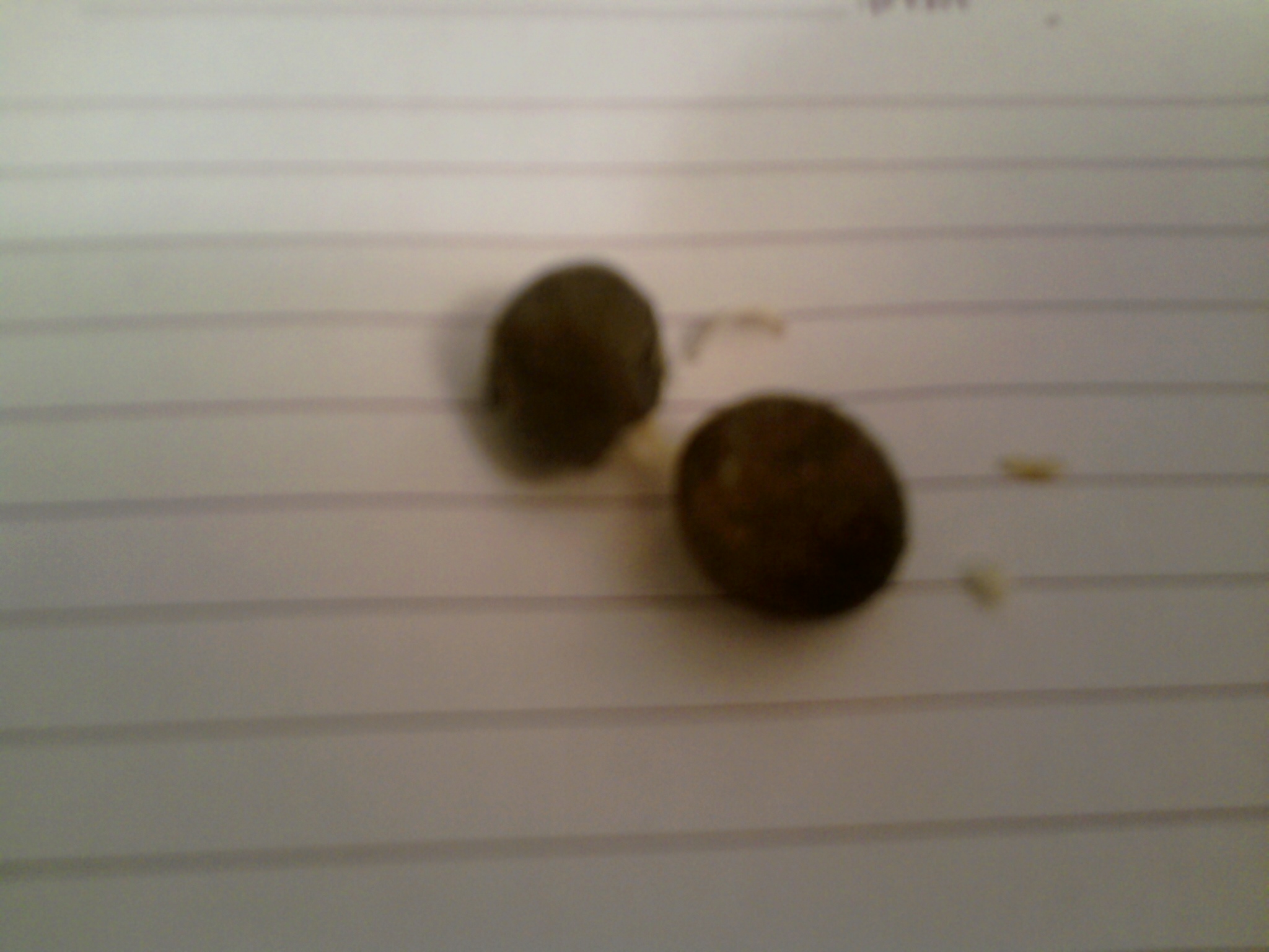 Deformed eggs