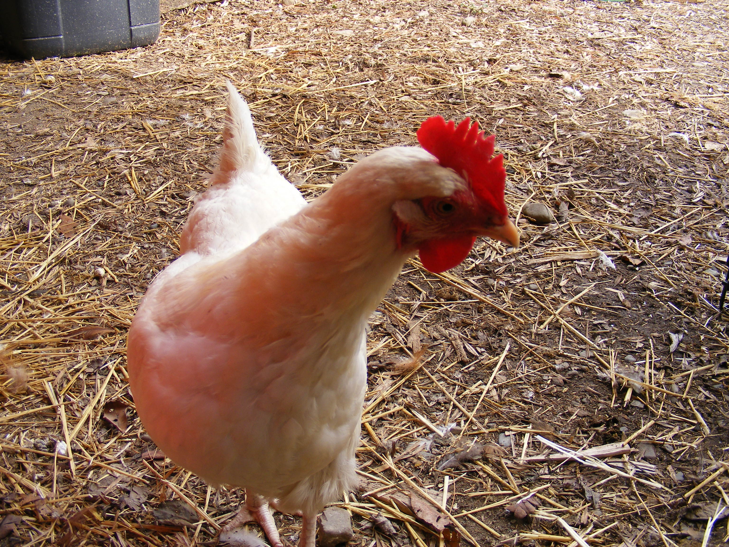 Deirdre the Delaware