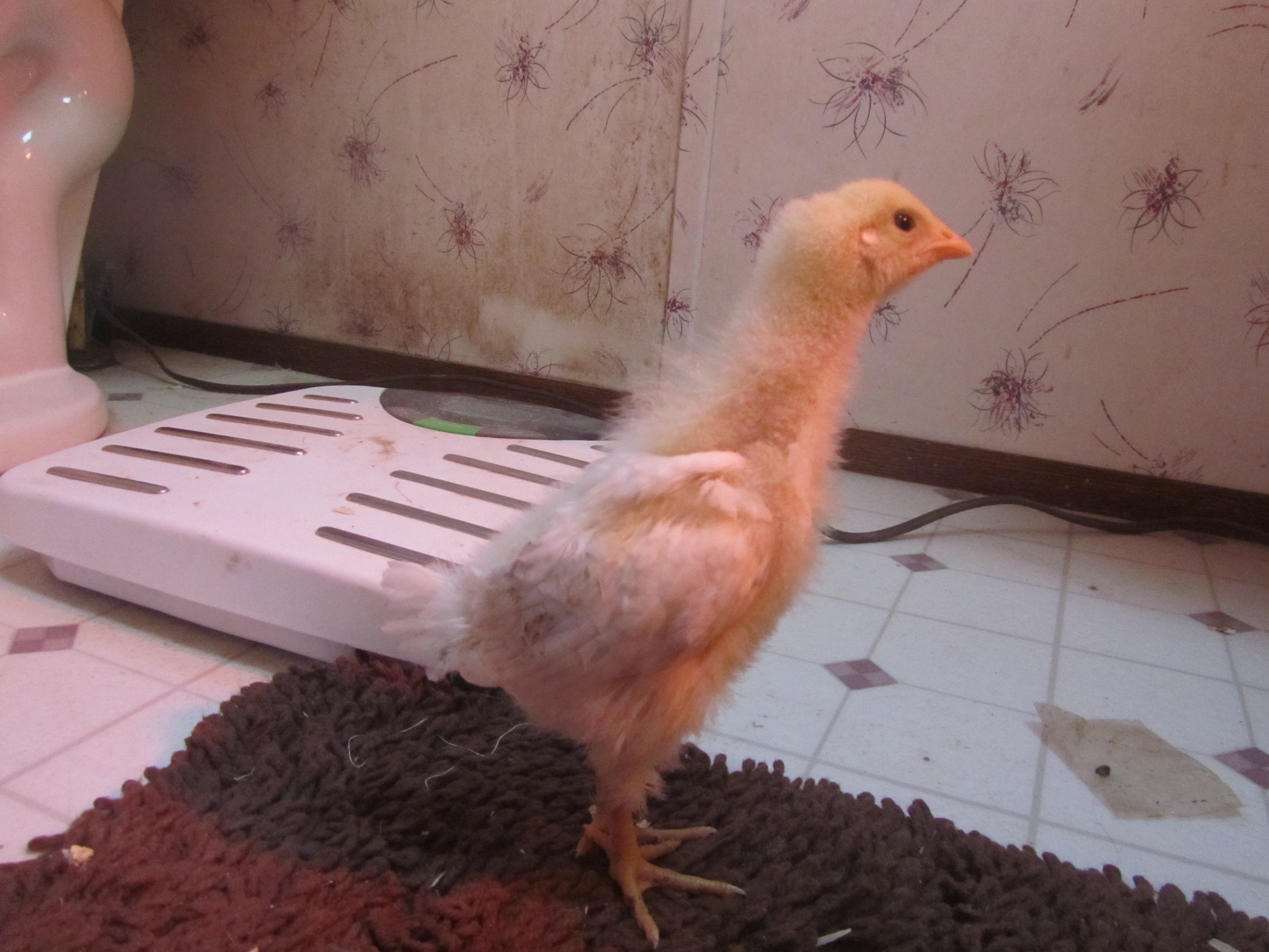 Delaware - Flier- 2 weeks