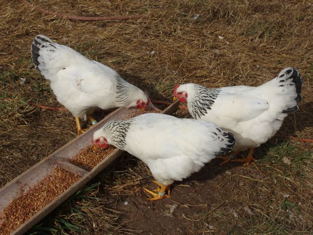 Delaware Gen 4 Pullets 30 weeks