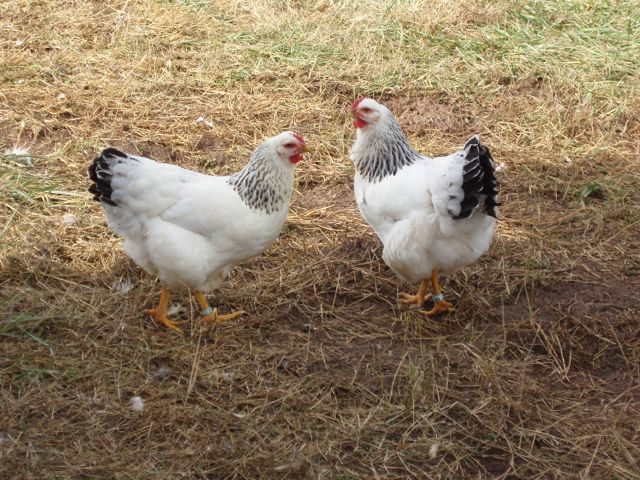 Delaware Gen4 Pullets 30 weeks