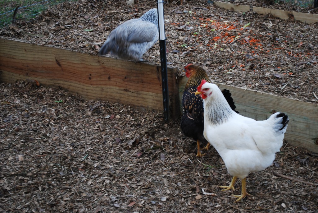 Delaware, Gold Wyandotte and Easter Egger
