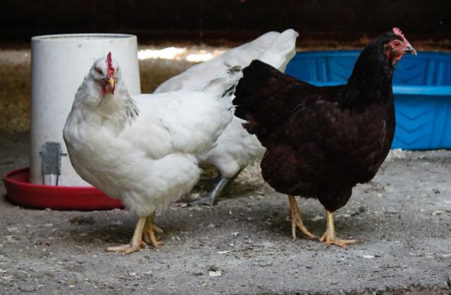 Delaware (Head Hen) & Rhode Island Red