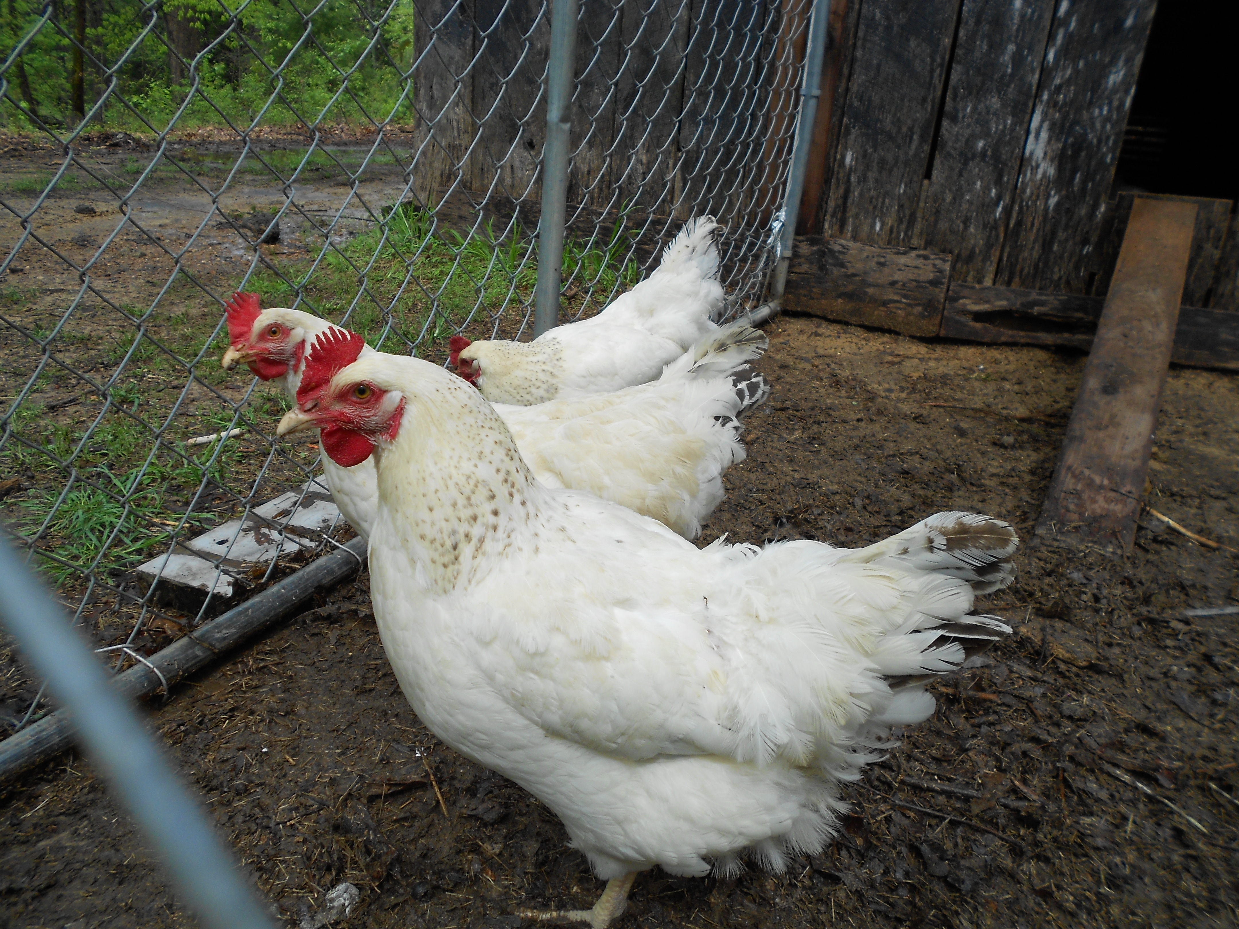 Delaware Hens