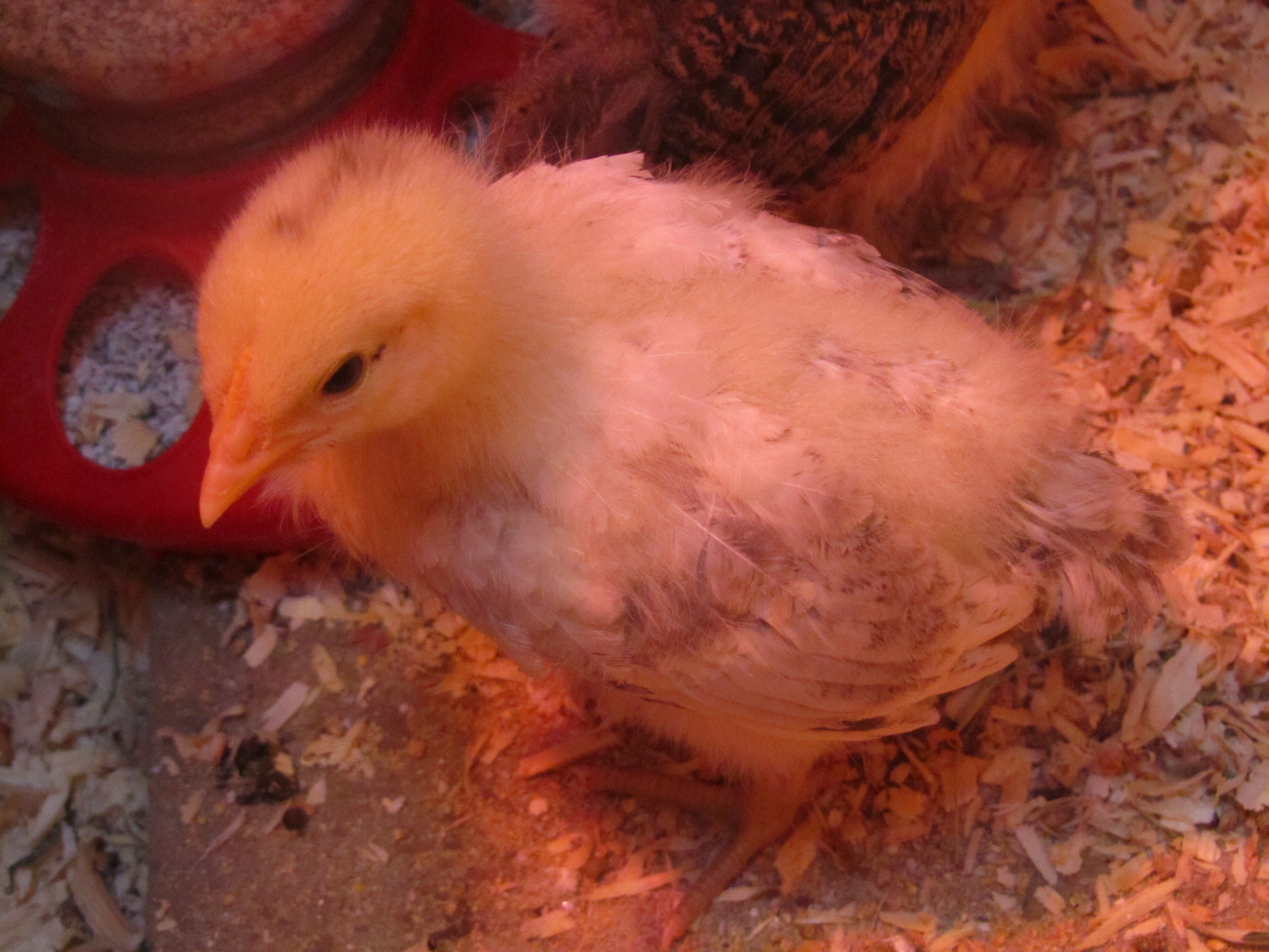 Delaware - Pox - 2 weeks