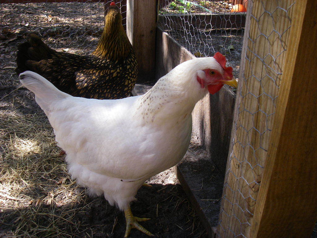 Delaware (she does have black wing tips, but they aren't showing well at the moment)