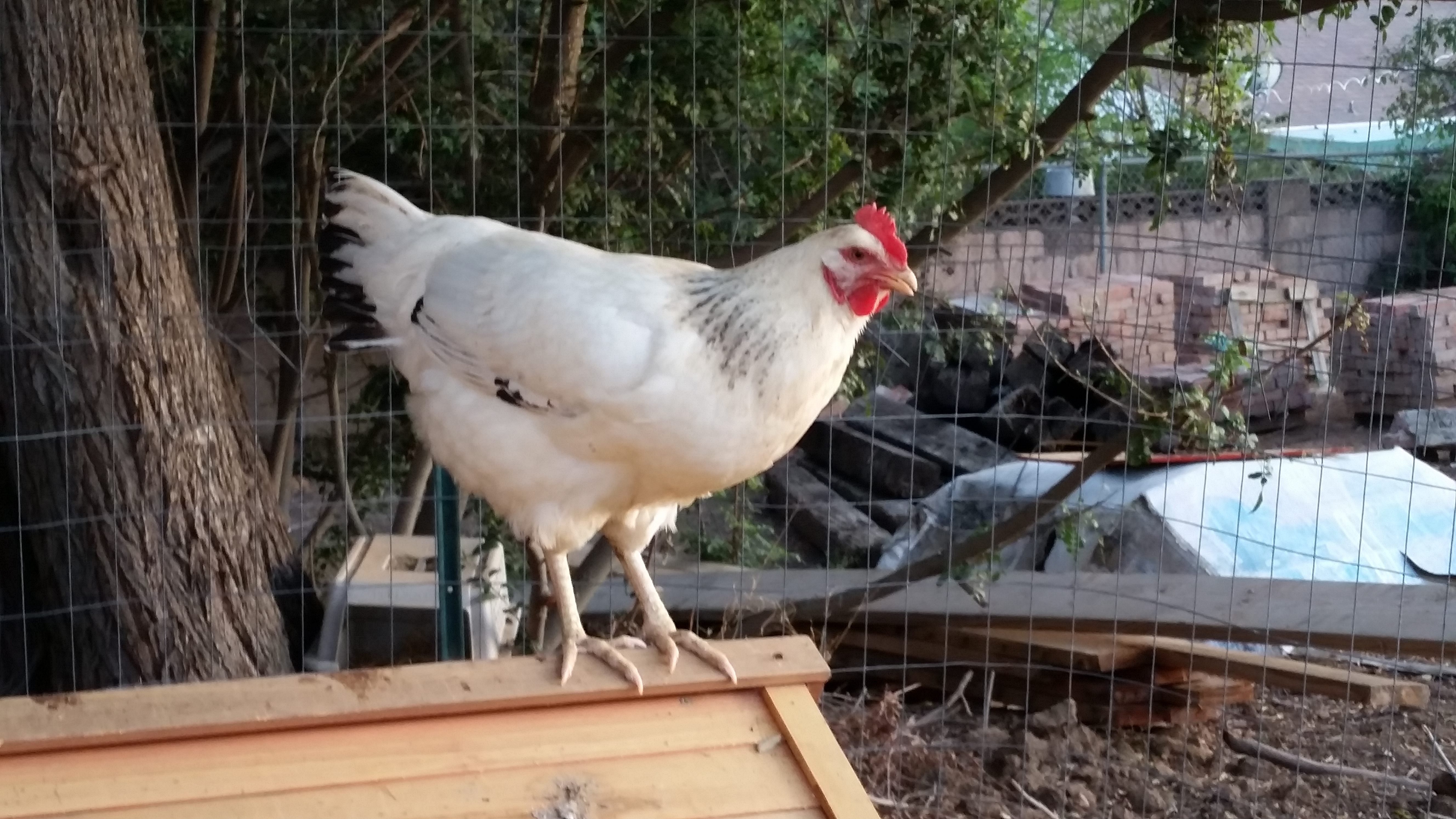 Delaware - very aggressive, but fun!