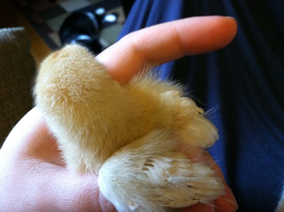 Delicate little wings