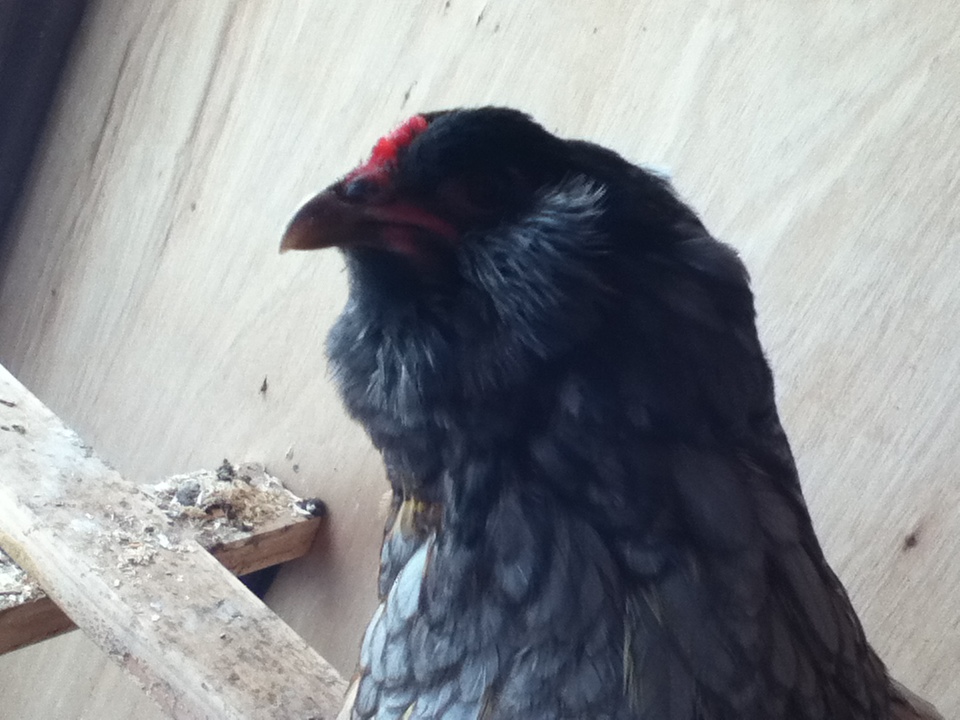 Delilah, a blue ameraucana