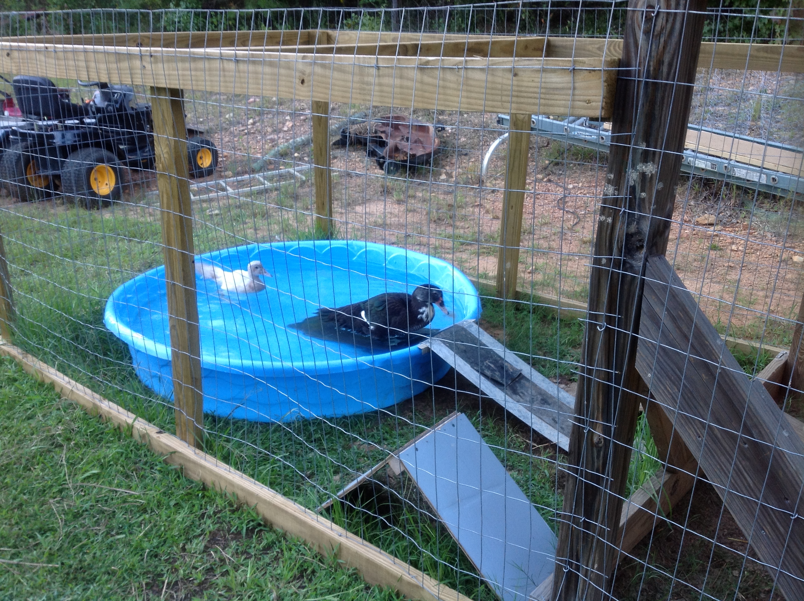 Delilah and Derek swimming in their new pool