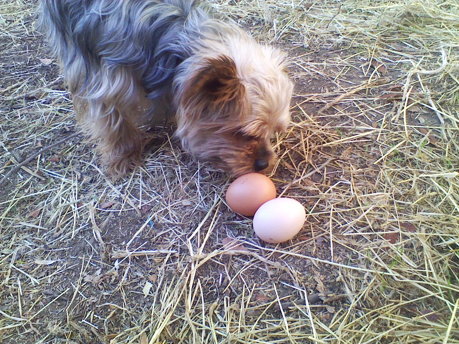 Delilah is the Egg Inspector General! Also keeper of the coop :)