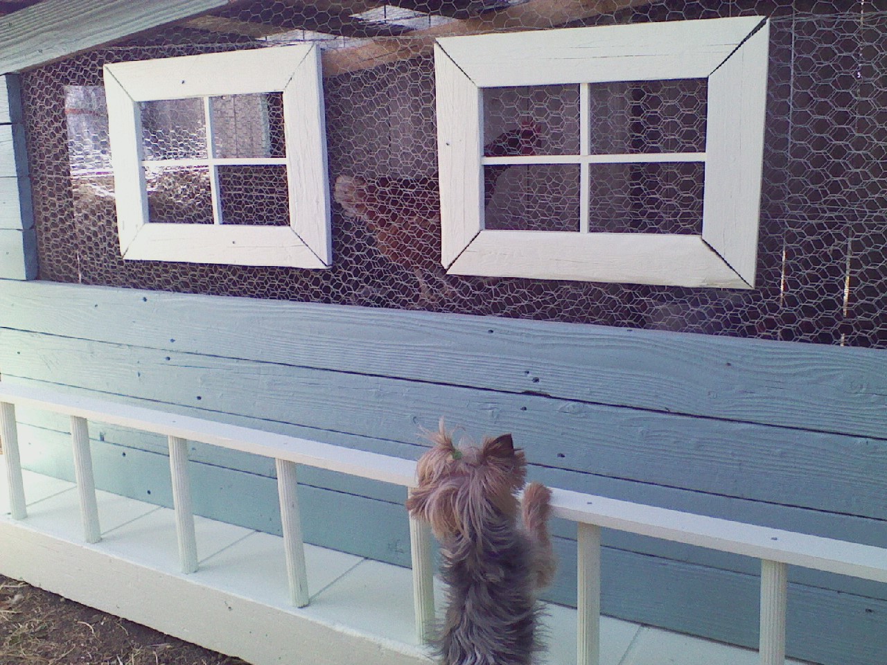 Delilah saying Hi to Marley :)
