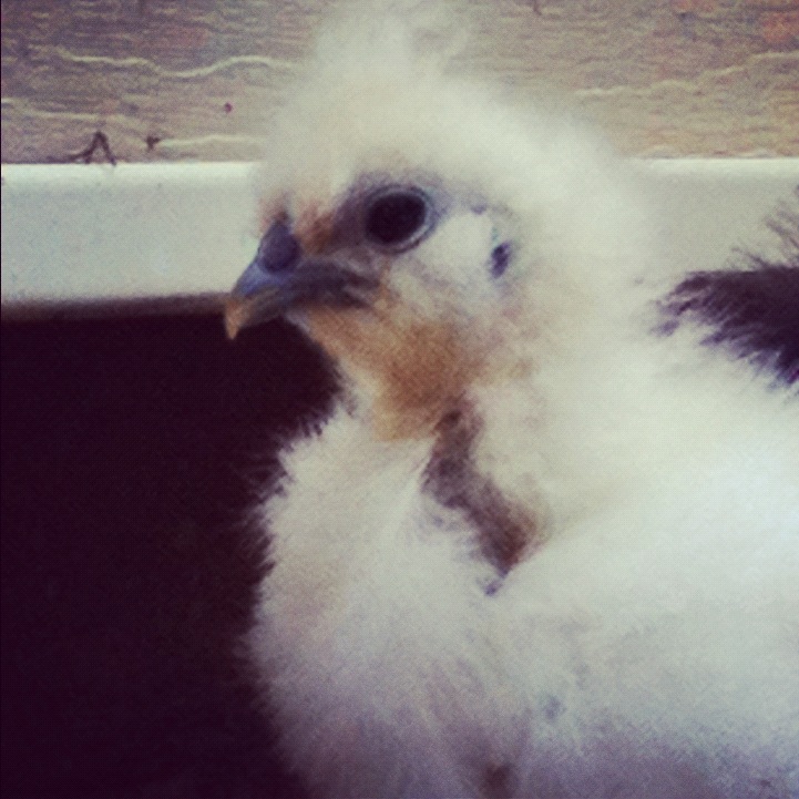 Delilah (Silky) during molting phase outside getting some exercise.  photo (38).JPG