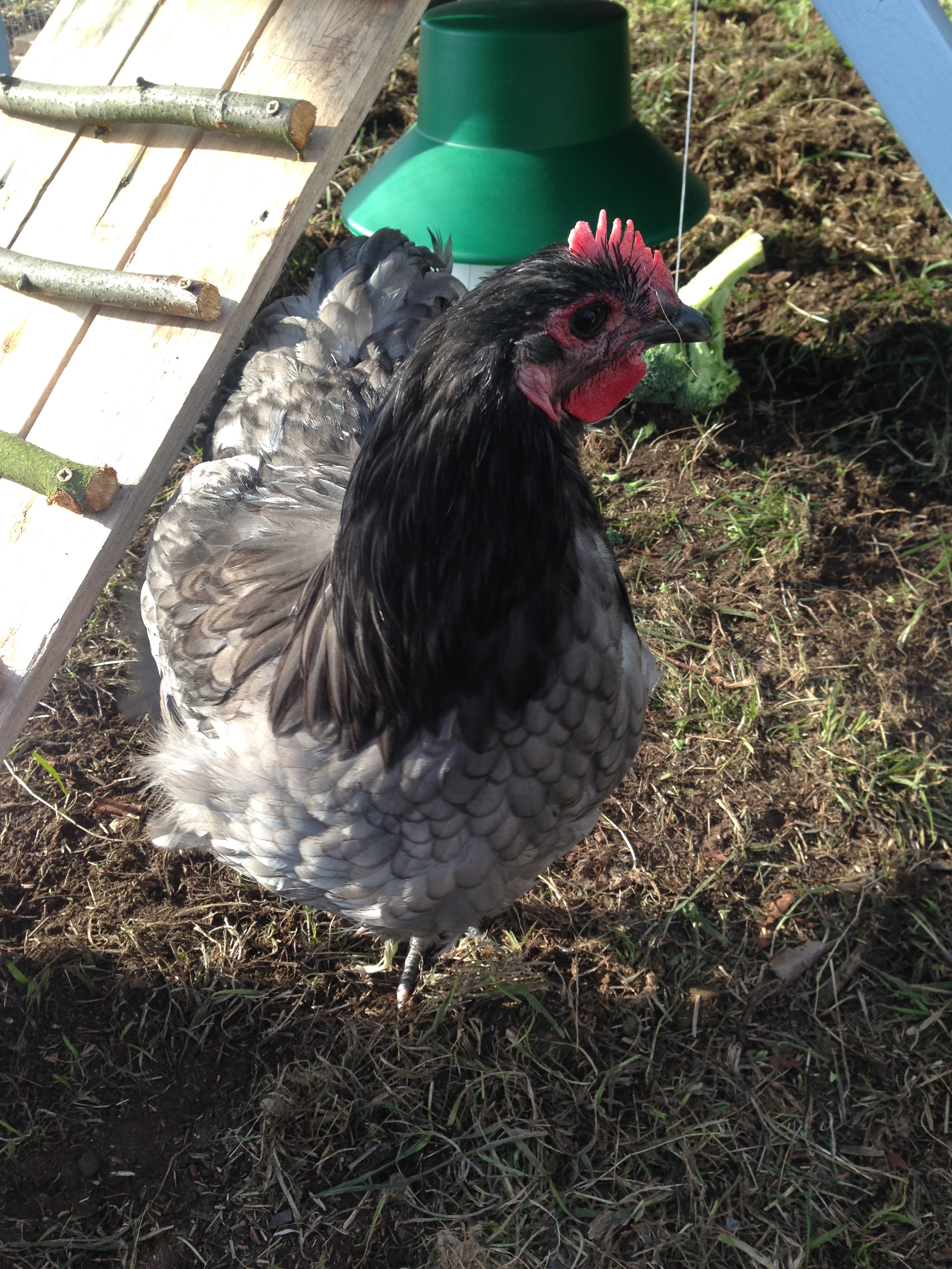 'Delilah' the blue orpington 'Hen' (who turned out to be a cockrel