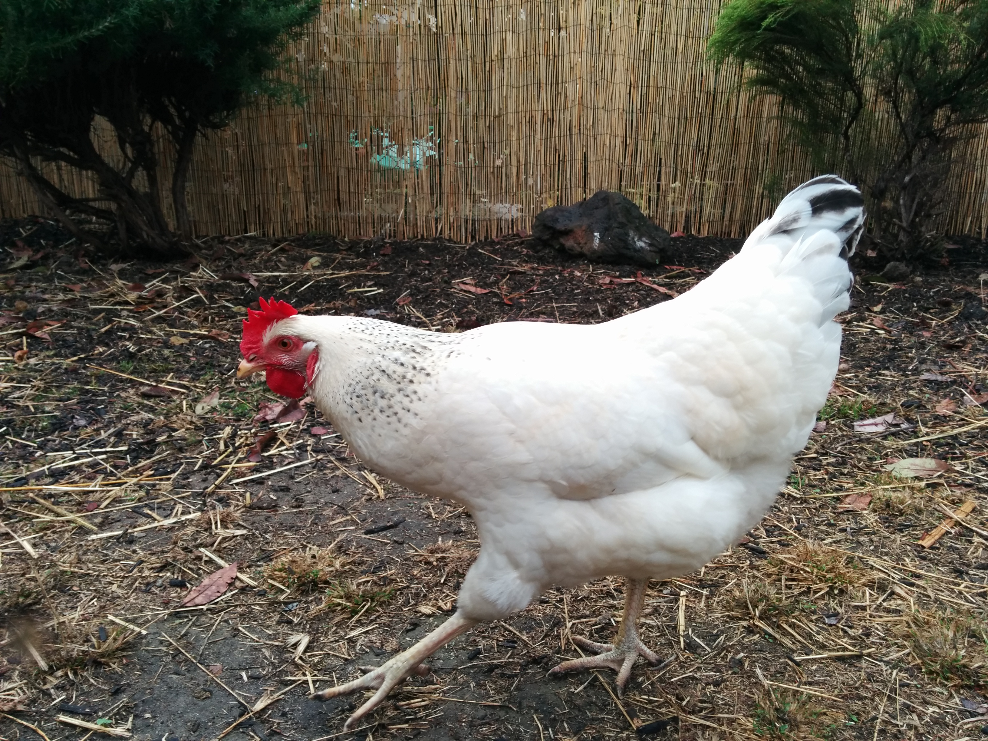 Della, off to inspect something.