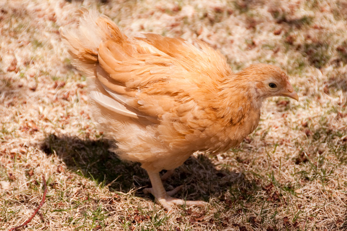 Deloris the Buff Orpington