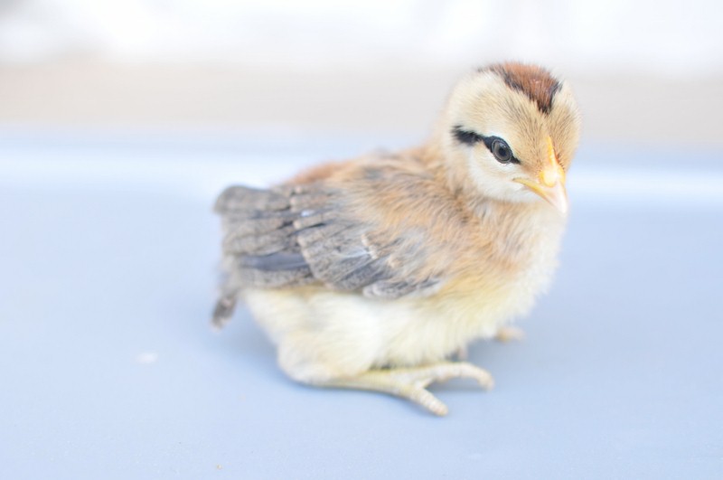 Delta (Gold Phoenix)