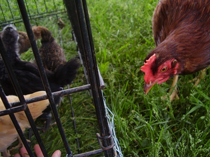 Demi saying hello to the chicks!