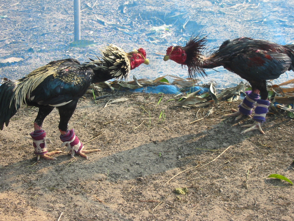 demonstrating a practice session, the birds are taped up to prevent injury...