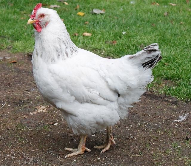 Denny the Delaware (head hen)