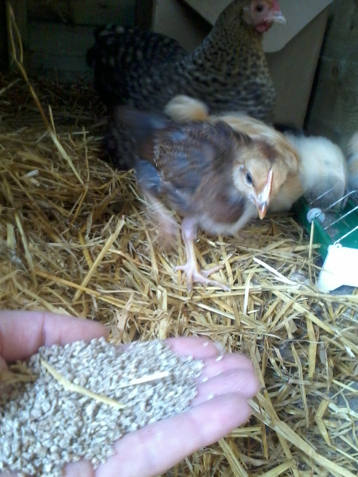 deon welsummer - 4 weeks