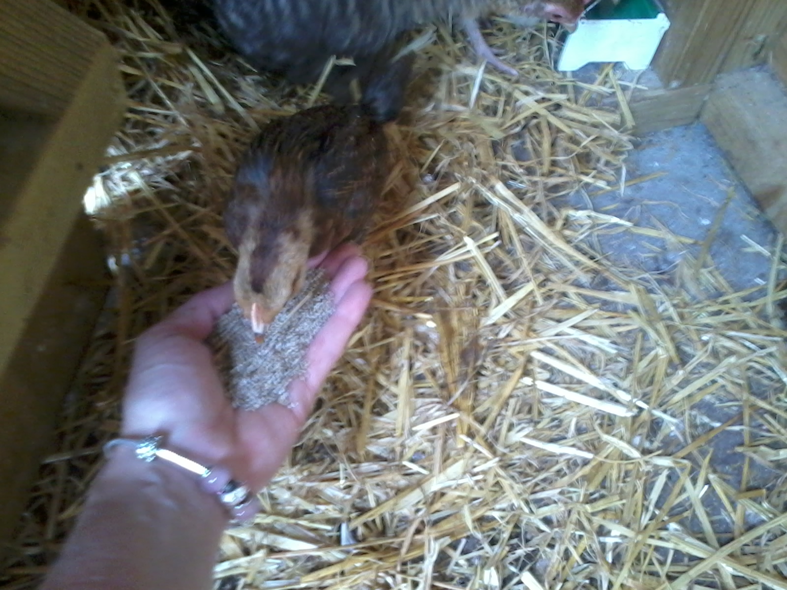 deon welsummer 4 wks