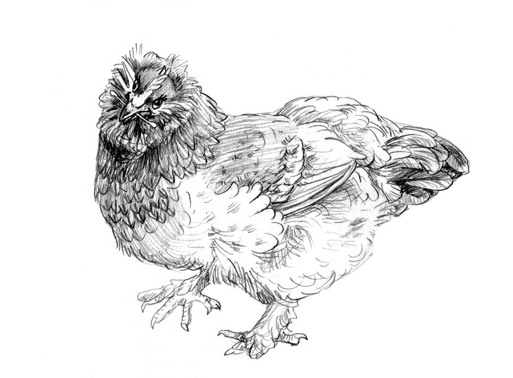 derp qtip.jpg

A silly pic of Nambroth's special hen, Derperella