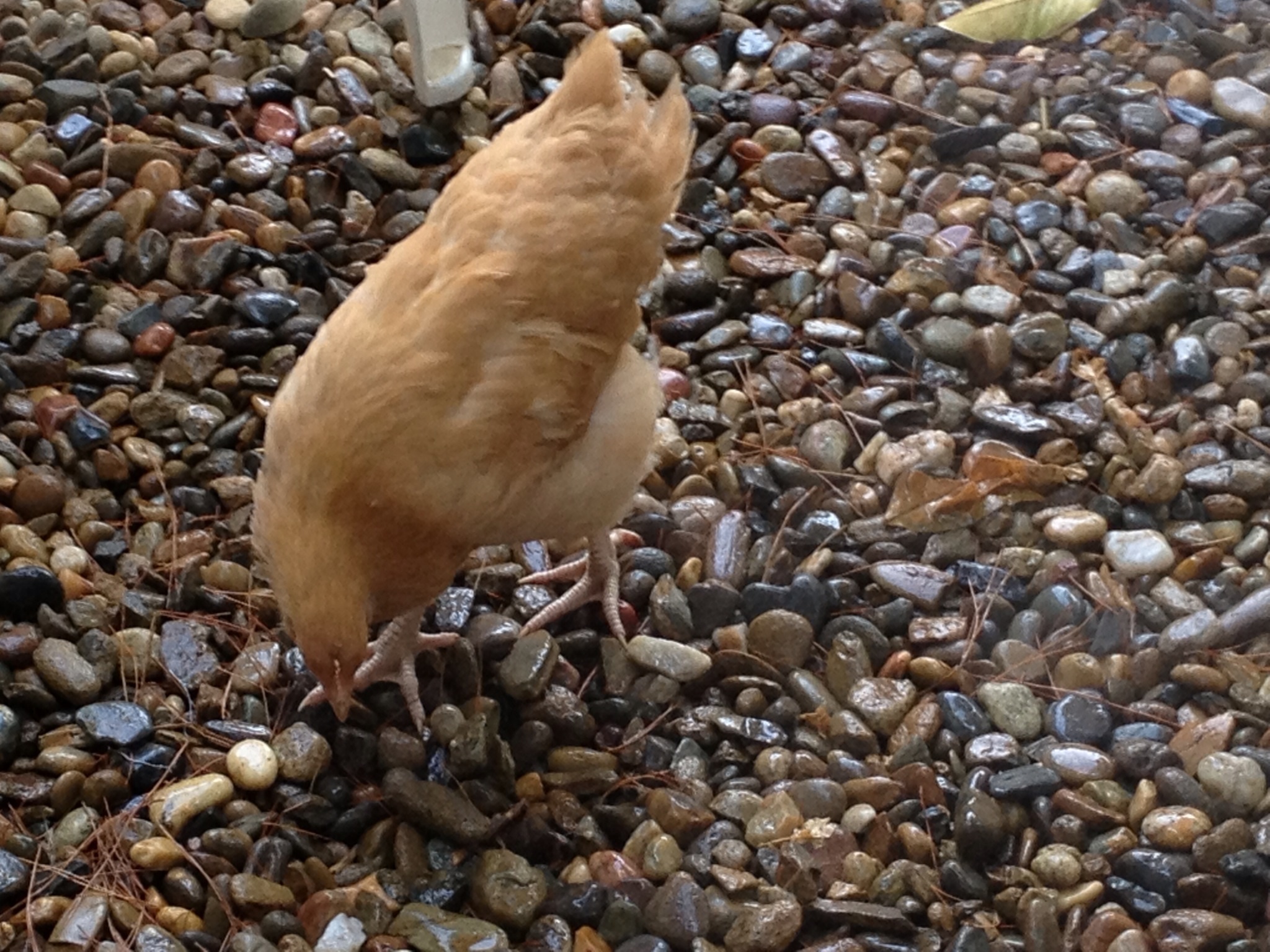 Derp the Hutt learning to stay cool.