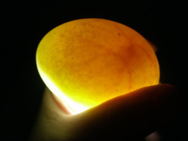 Developing Pekin egg.