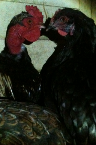 Devil (naked neck cockerel) and his mum Cola (crossbreed)
she is not his real mm she just hatched him or as i like to call it 'Broody mum'