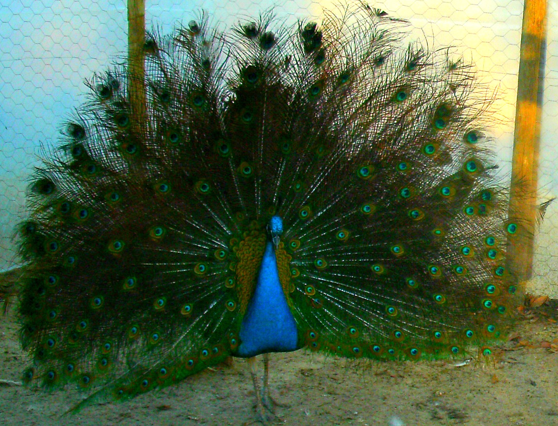 Devreux, our very first peafowl, displaying