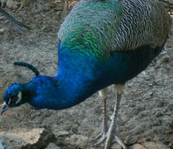 Devreux.