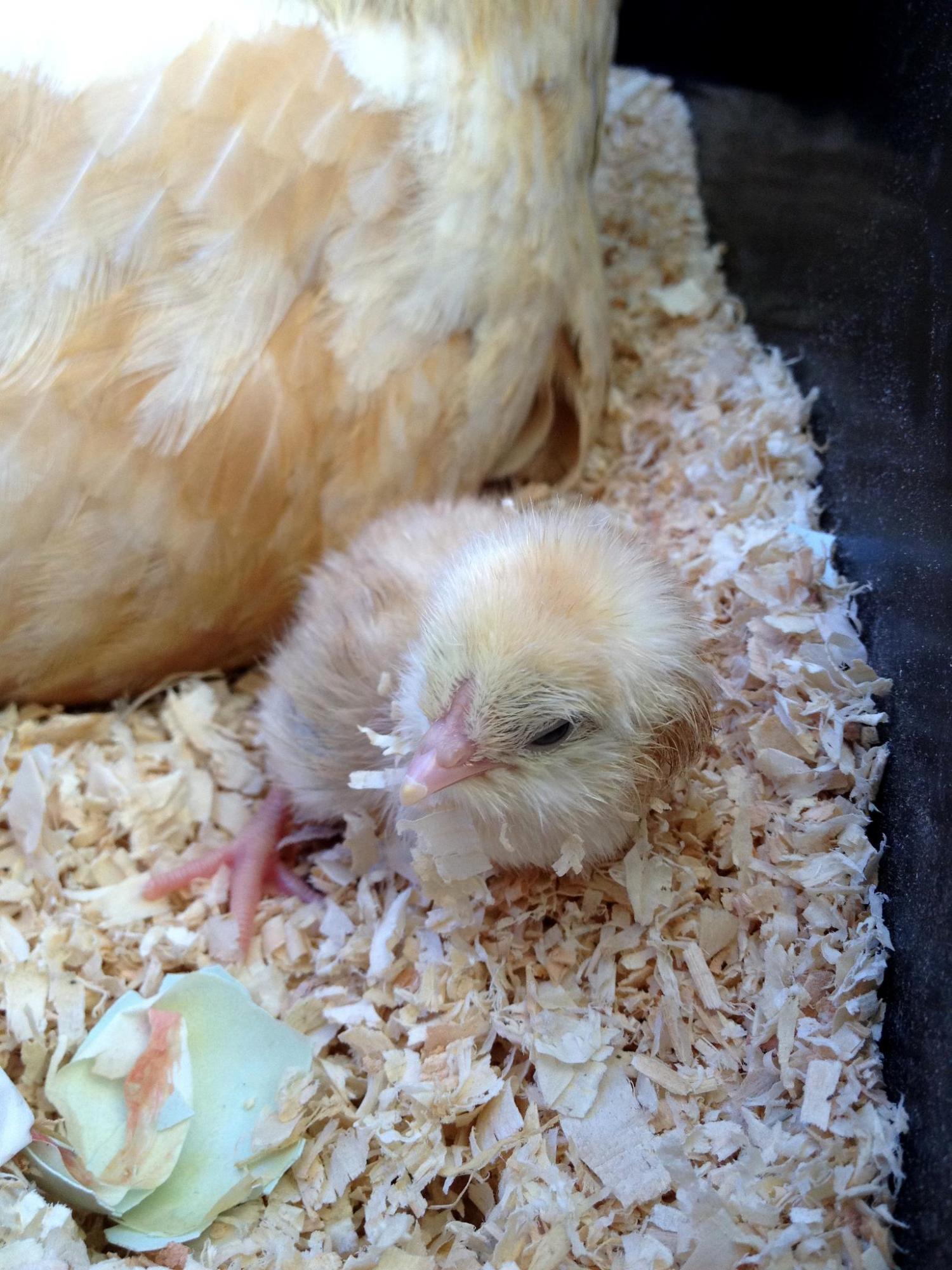 Dewey the first hatchling