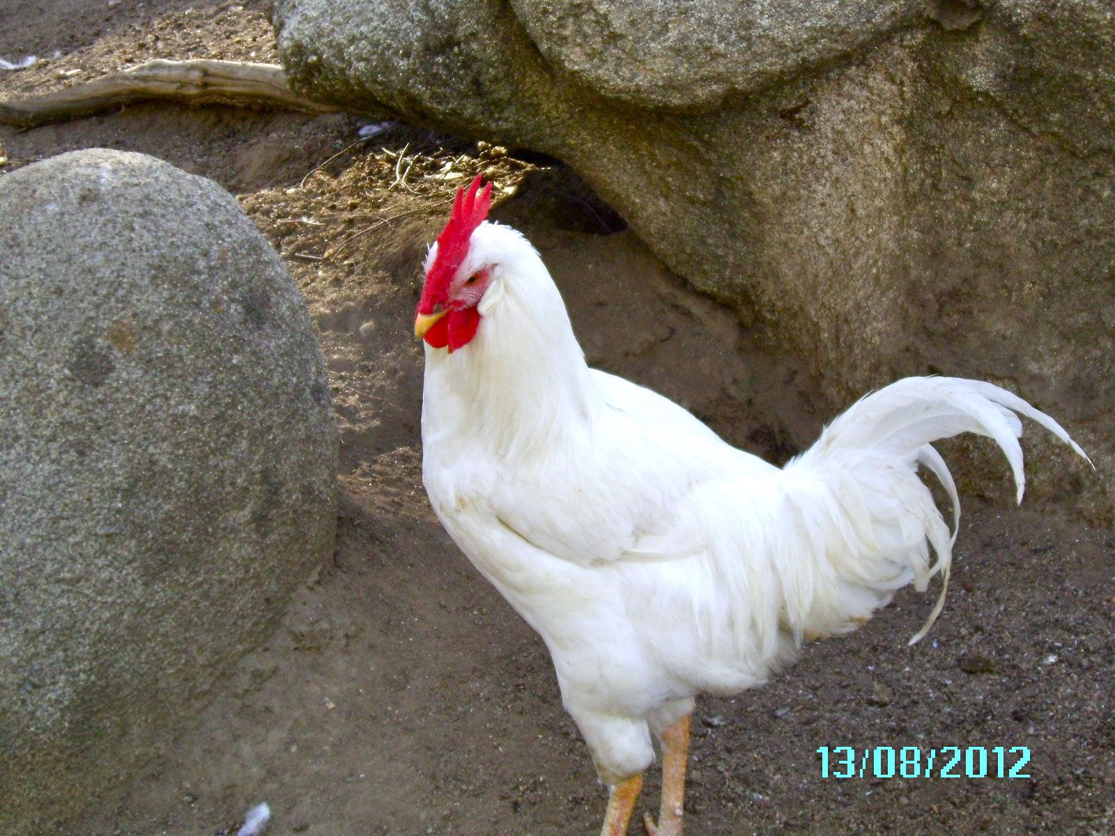 Dewey the White Leghorn