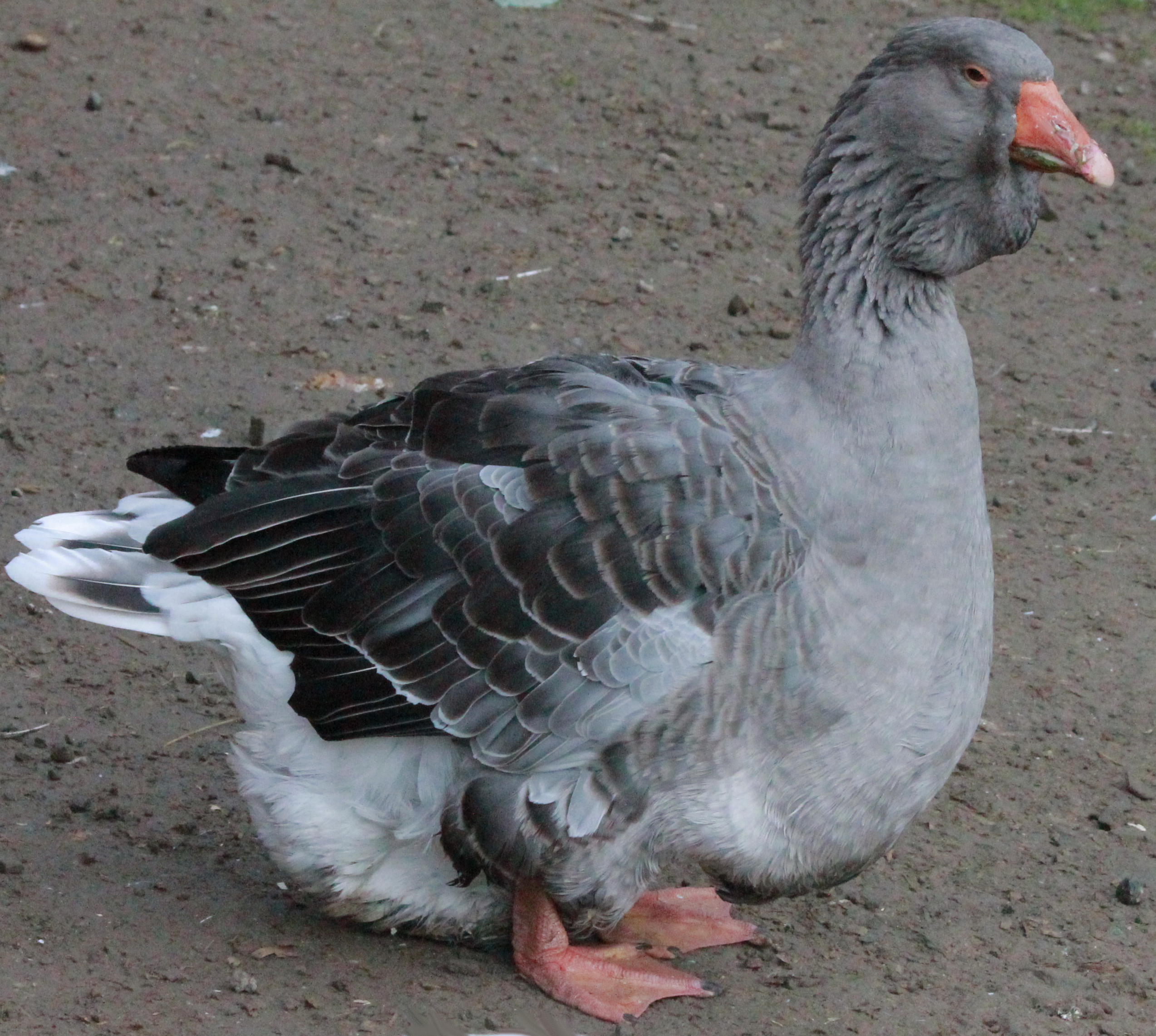Dewlap Toulouse Goose