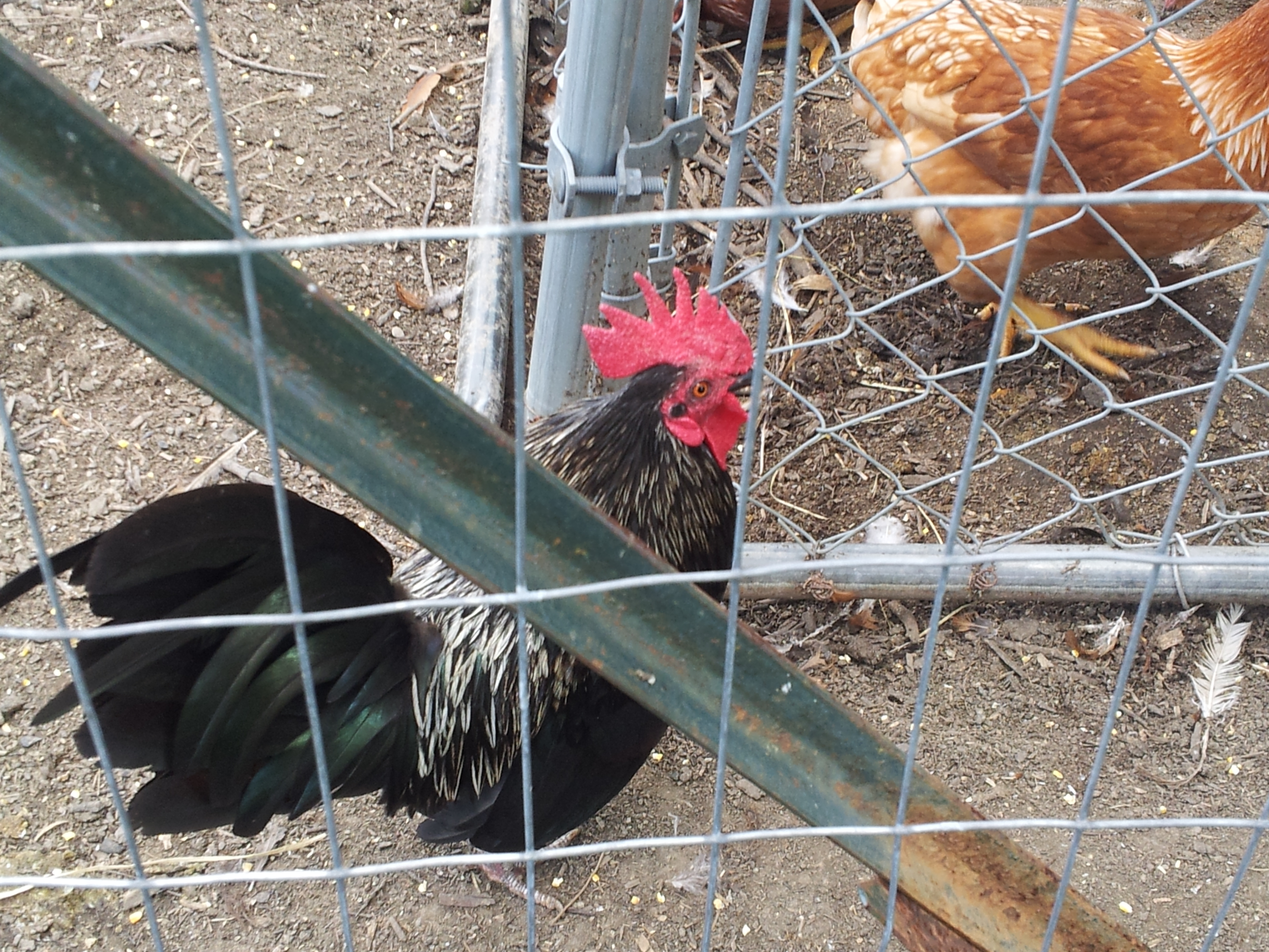 Dezi the bantam roo