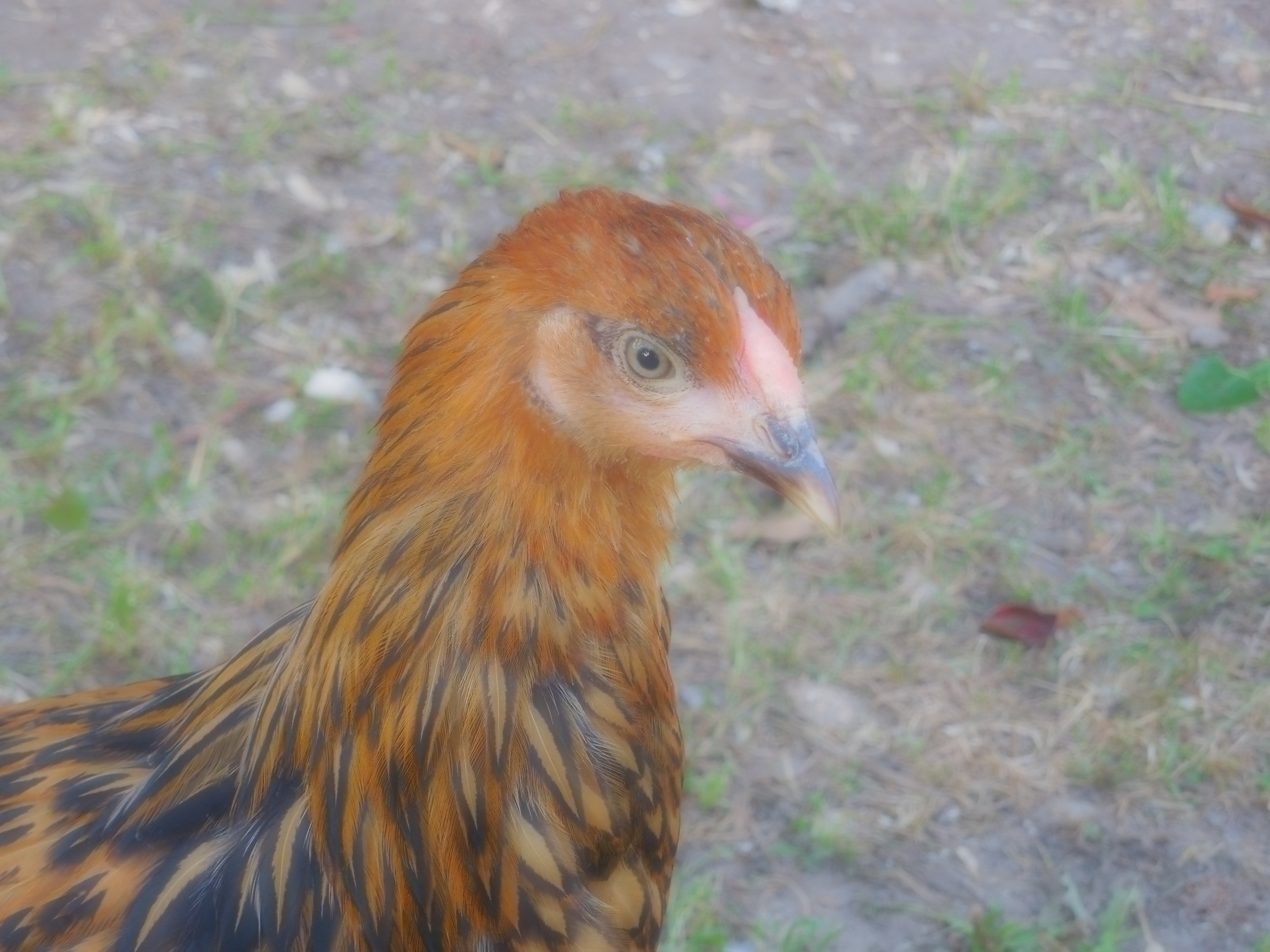 Diana golden laced Wyandotte
