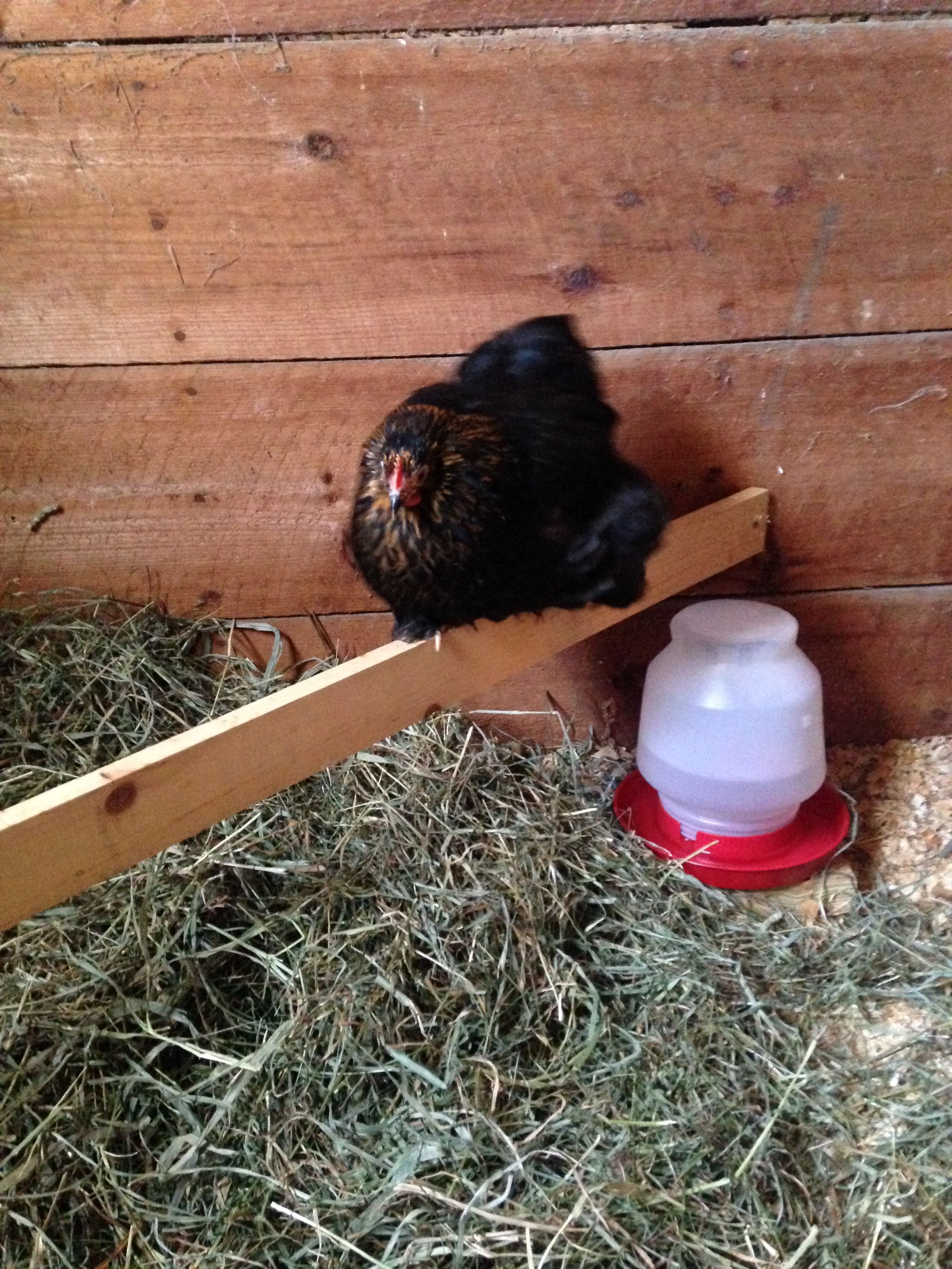 Diana - one of our brown red hens, mother to some of our youngsters