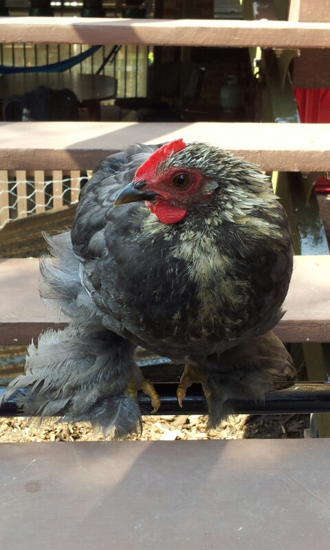 Dibella, my Pekin