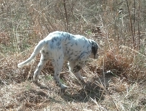 Dickens Llewellins
Lady on Point. I didn't have a good photo of her as a pup. 4 mos.
http://www.DickensLlewellins.org