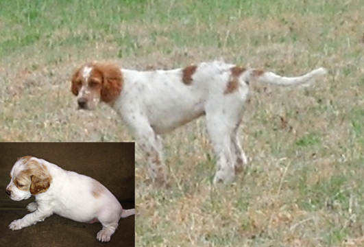 Dickens Llewellins
Sunny getting down and serious. 4 mos
http://www.DickensLlewellins.org
