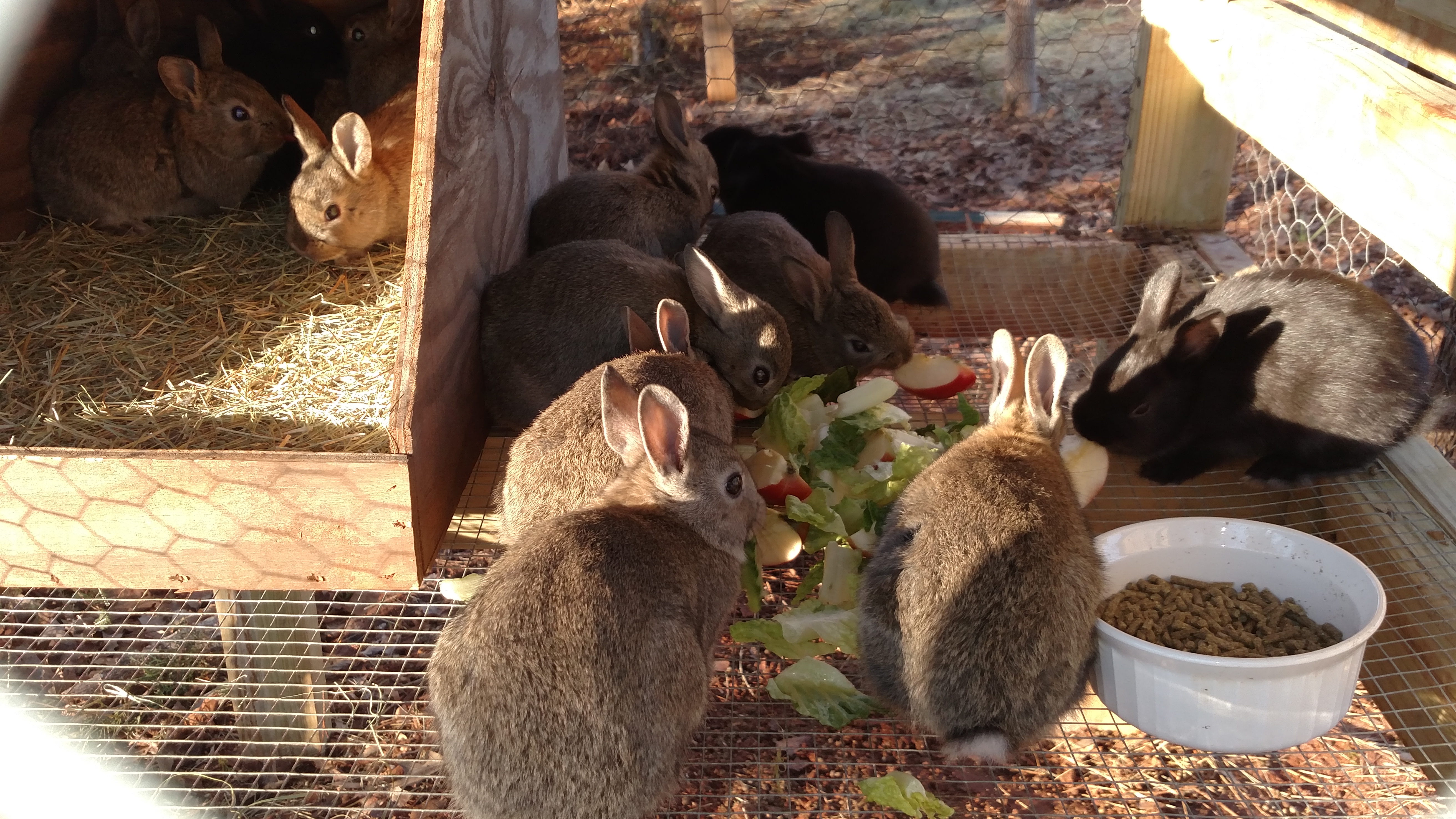 Did I mention bunnies.  I have 14 babies from 2 does.  1st litter last summer did not make it - new mom & too hot.  My chickens are my favorite.  But don't tell the bunnies or pig pig.