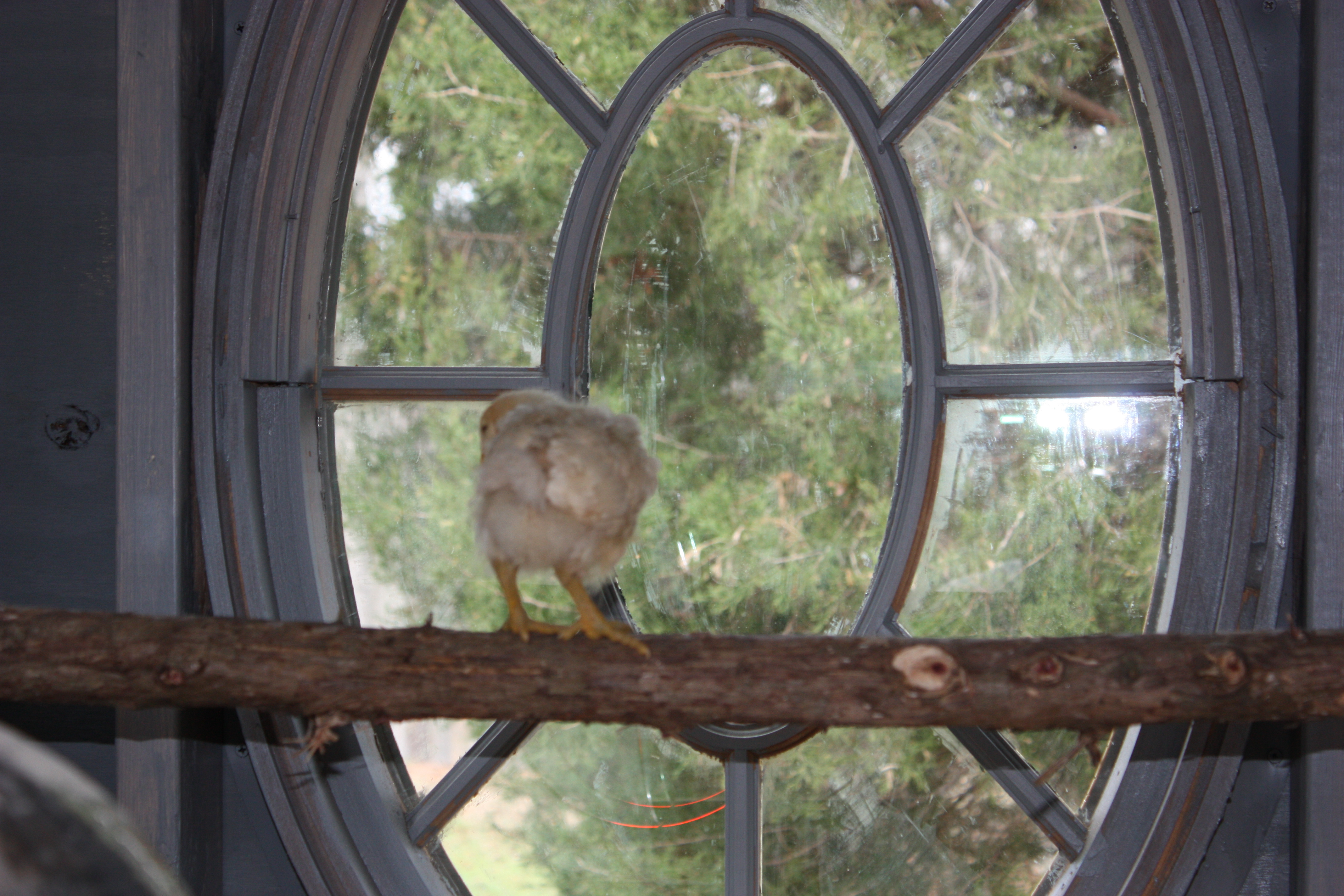 Did not take long before they discovered how to get on the taller one. We enjoy looking out!