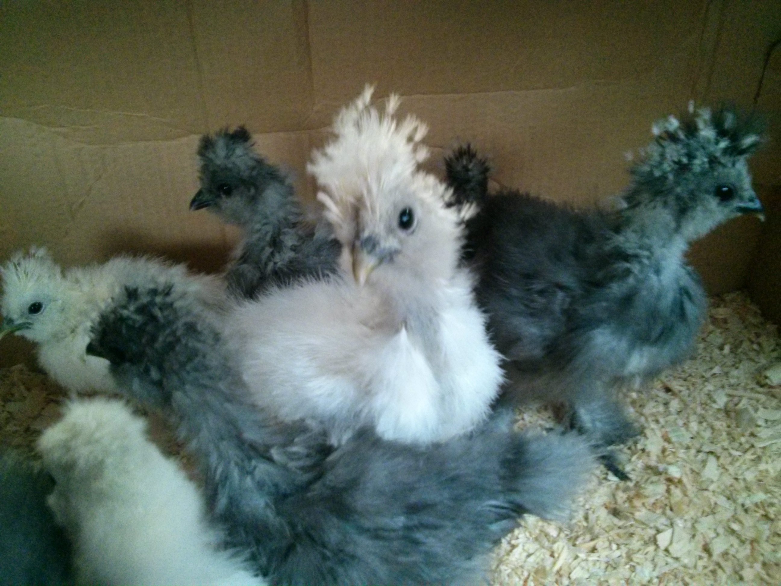 Did somebody say cheese?