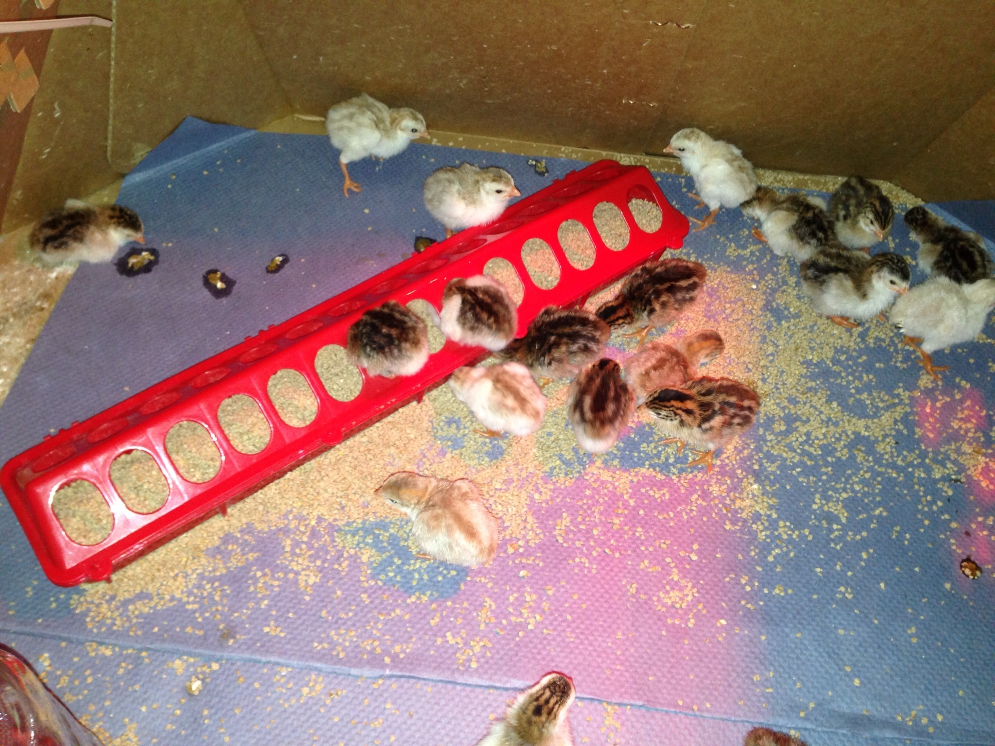 Didn't take them long to get pretty messy! That's "Curly" in the very top (light colored Keet)...so named because his toes curl in. I've tried everything to straighten them short of breaking and resetting them! Don't worry I'm not GOING to try that! I've picked him up several times every day to open them up right and help him practice roosting on my fingers.