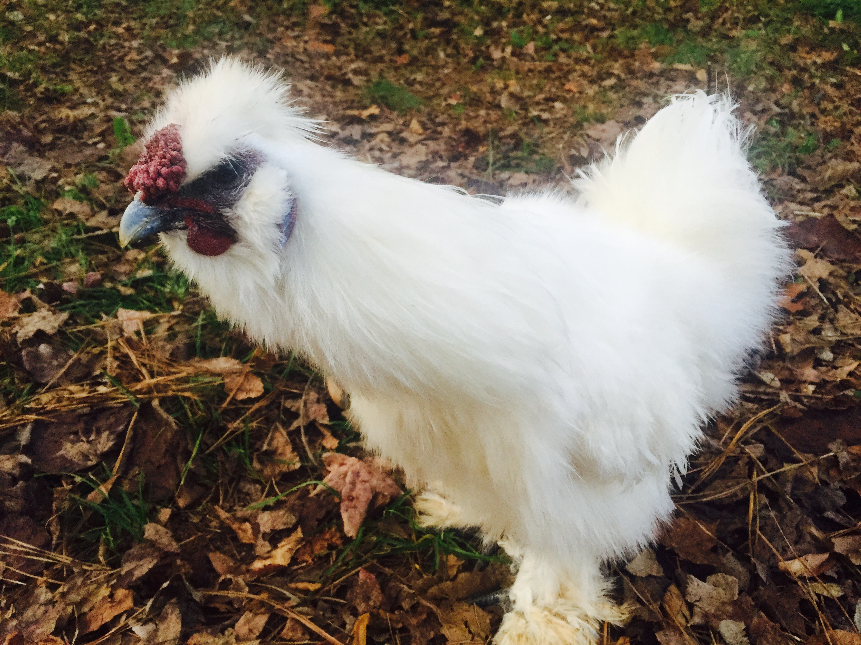 Diego, my adopted Silkie Cockrell.  Spoiled pet but he's all rooster.  Comes up beside me in late evening and jumps onto my hand so I will carry him to his roost in the coop.