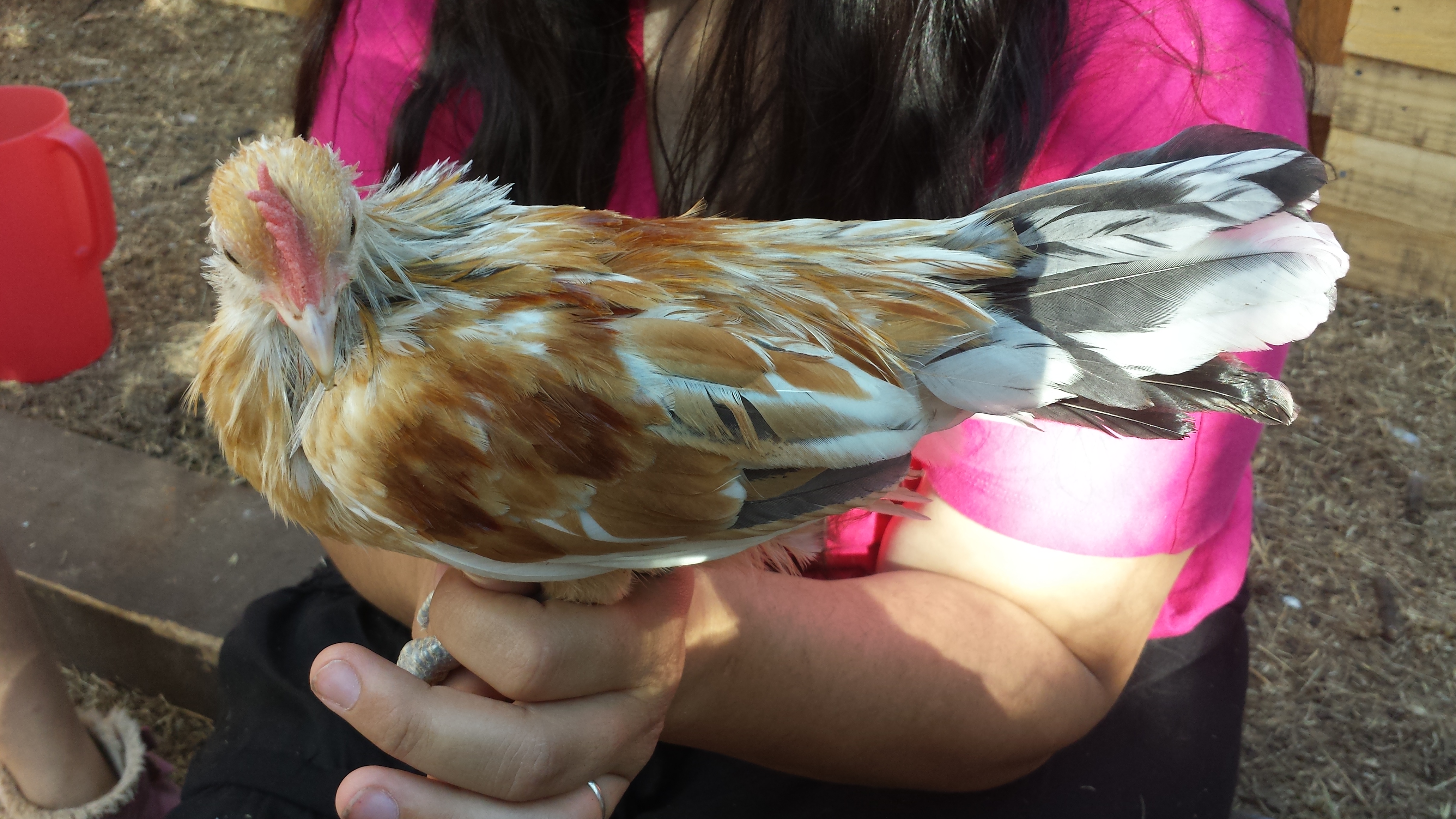 Diego,  the unknown breed rooster.