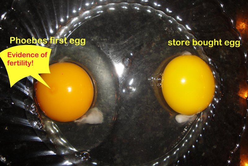 Difference between store bought egg on right and fertilized home raised egg on left.